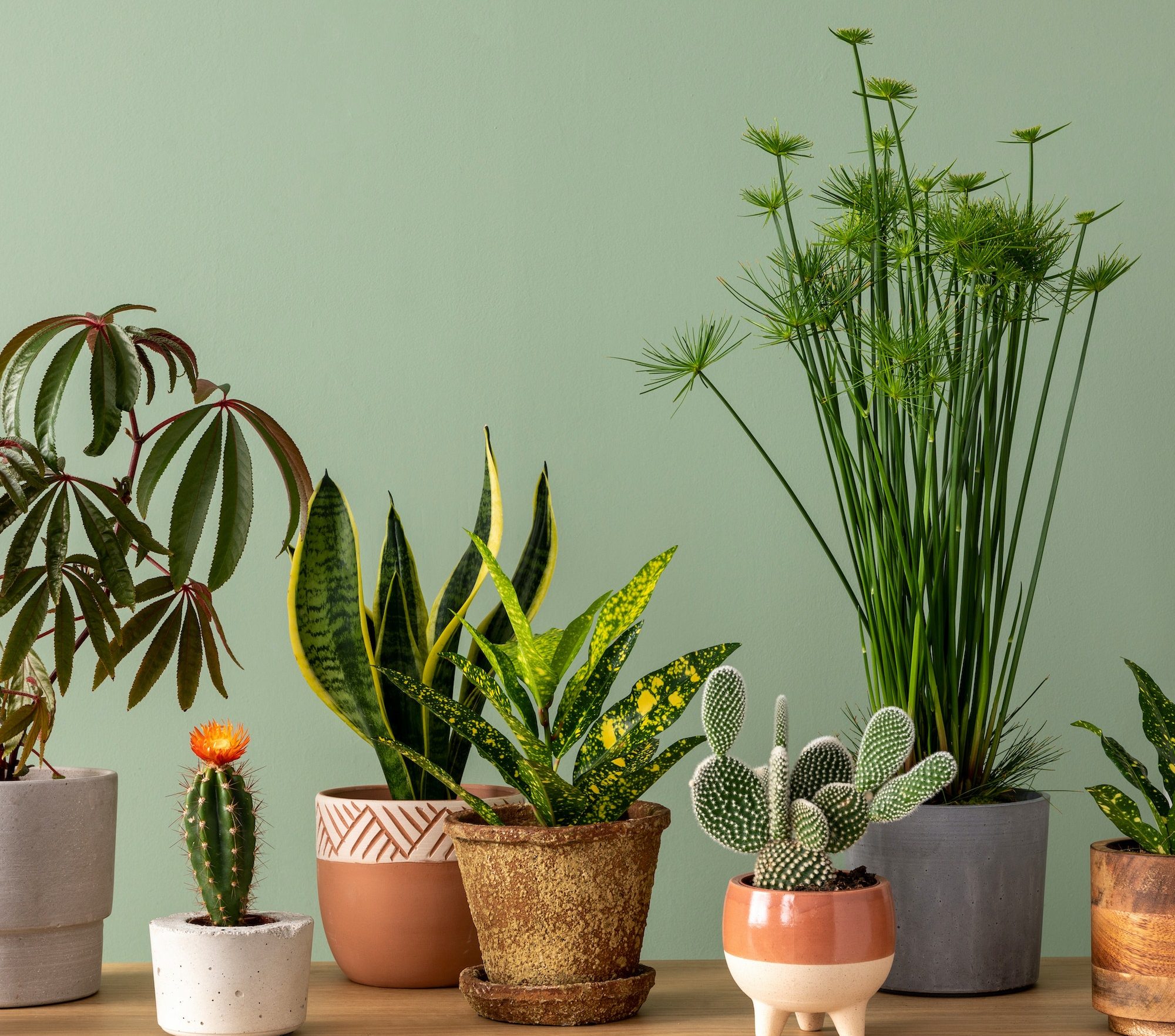 Creative composition of botanic home interior design with lots of plants in classic designed pots