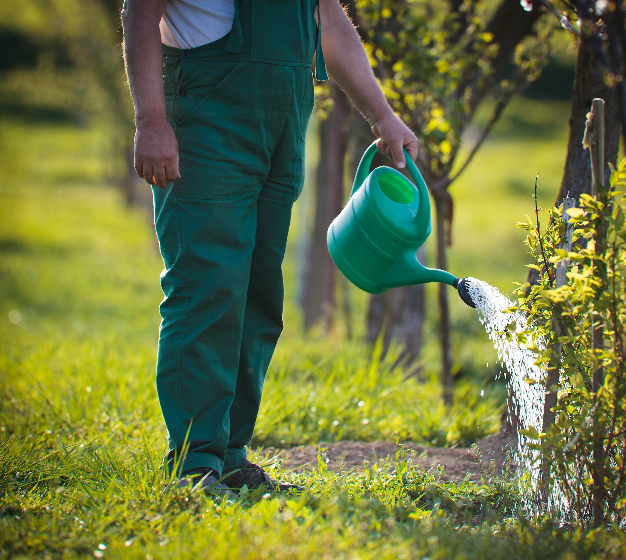 watering orchard/garden - portrait of a senior man gardening in
